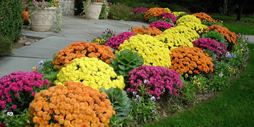 mums in landscaping