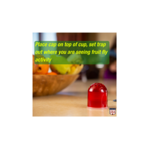 Fruit Fly Trap