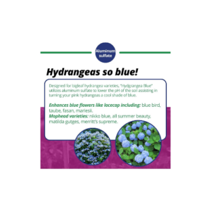 Hydrangea Blue